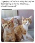 cat bath memes