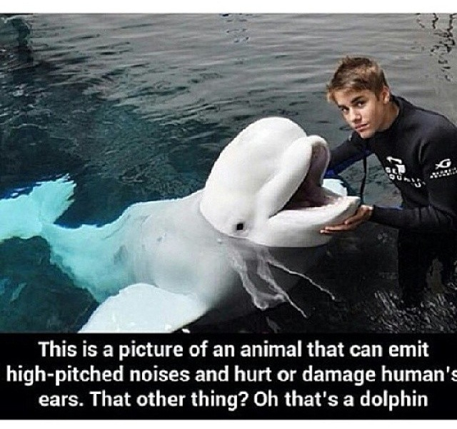 Belieb It or Not: 15 Hilarious Justin Bieber Memes 11 This is a picture of an animal