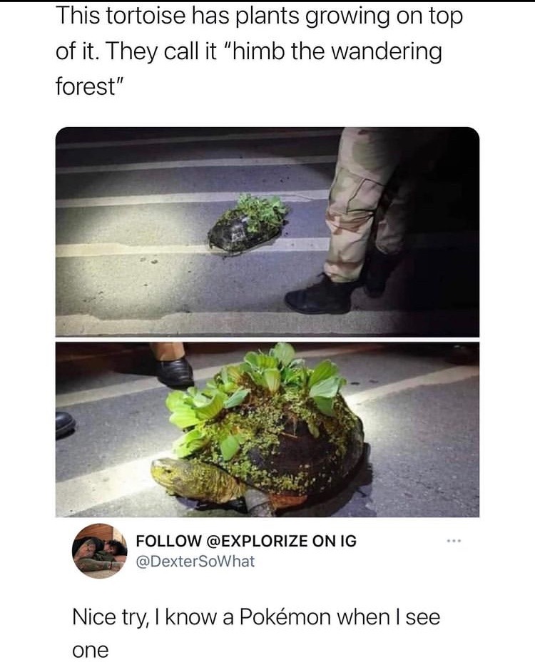 34 Turtle Memes to Shell-ter You from Boredom on World Turtle Day 20 This tortoise has plants growing on top - turtle memes