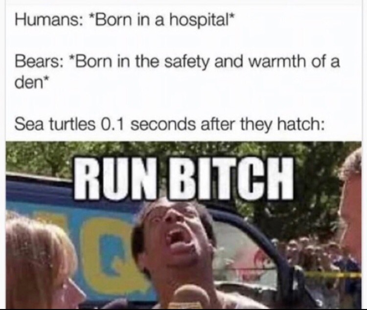 34 Turtle Memes to Shell-ter You from Boredom on World Turtle Day 23 Turtles after they hatch - turtle memes