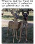 vibing memes