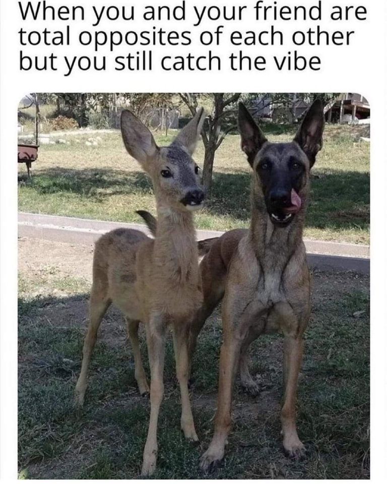 Vibing with Your Friend be like… 1 vibing memes
