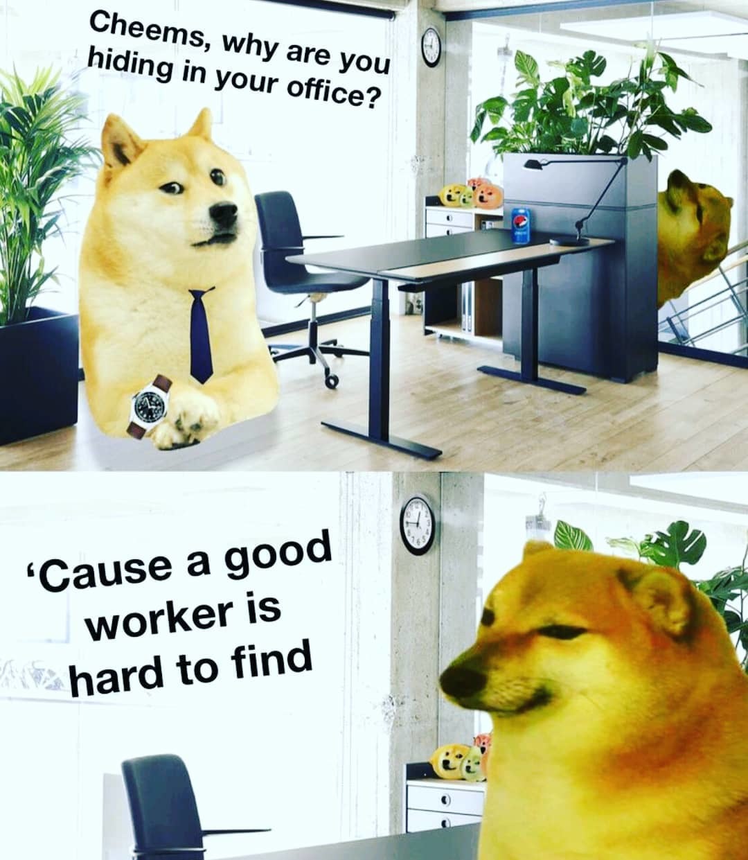 20 Cheems Memes That Made Us Smile: A Tribute to the Wholesome Dog Behind the Laughter 20 WHy are you hiding in your office - Cheemes Memes