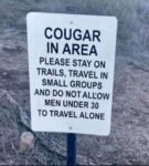 Cougar In Area