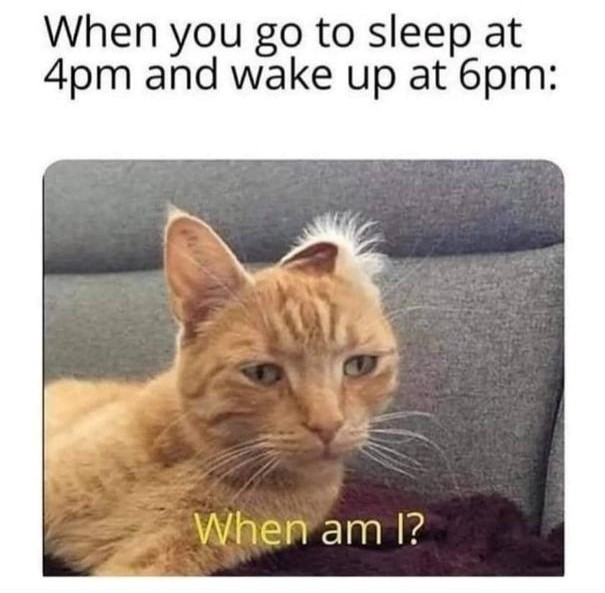 When You Go to Sleep at 4am and Wake Up at 6AM - Animals