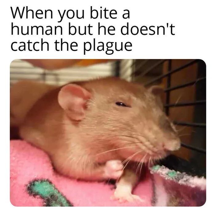 27 Rat Memes That Will Make You Laugh at Their Epic Rat-ventures 24 When you bite a human - Rat Memes