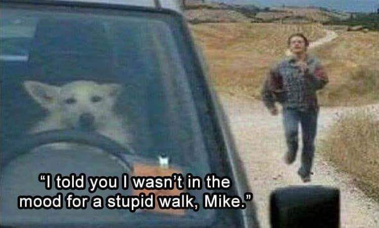 Whos the Dog Now 1 Driving dog memes