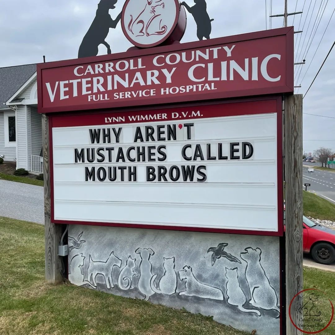 50 Funniest Roadside Signs from This Vet Clinic's Instagram: A Prescription for Smiles 38 Why arent mustaches called mouth brows - Vet Clinic