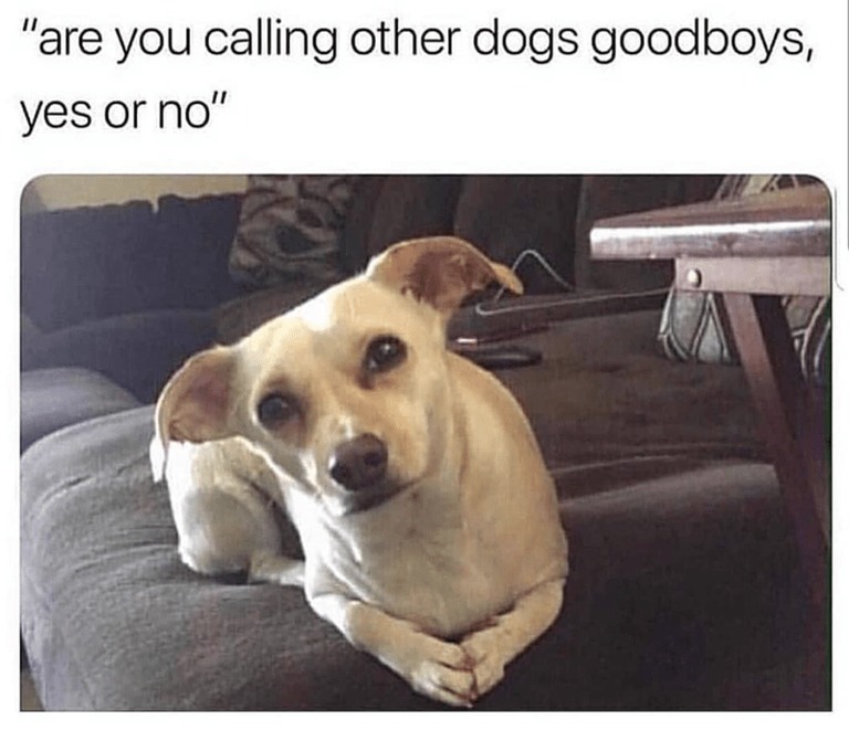 Yes or No? 1 dog dogboy meme