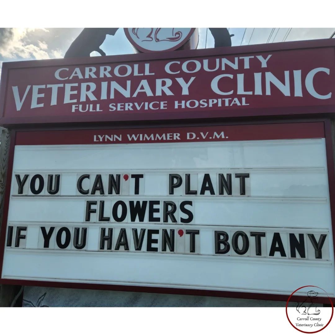 50 Funniest Roadside Signs from This Vet Clinic's Instagram: A Prescription for Smiles 39 You cant plant flowers - Vet Clinic