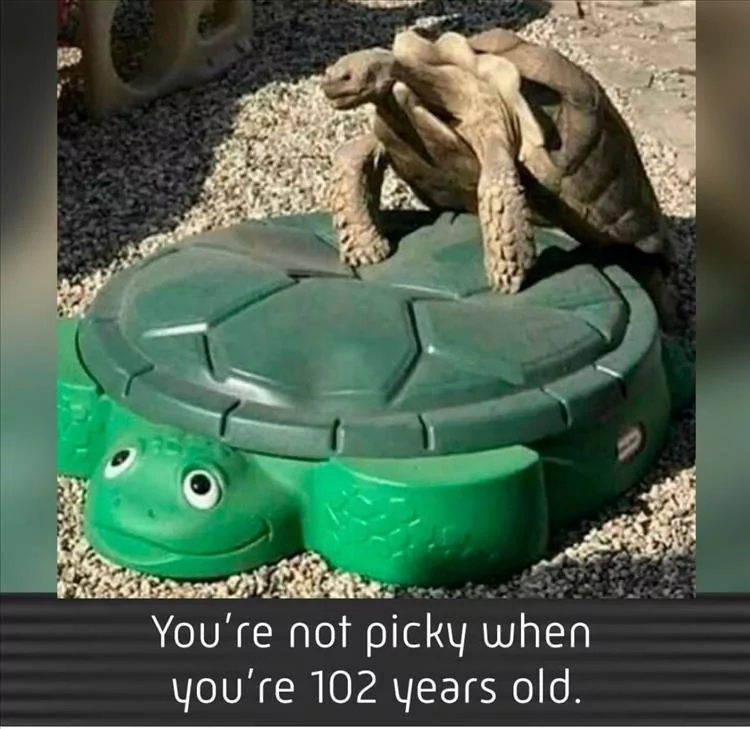 34 Turtle Memes to Shell-ter You from Boredom on World Turtle Day 30 Youre not picky
