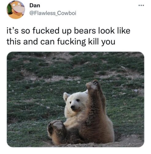 bears can look like this
