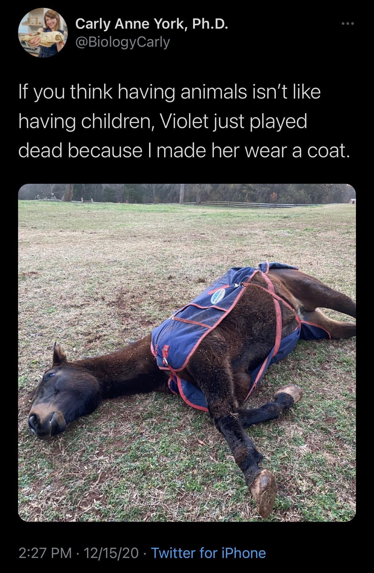 20 Outrageously Funny Memes for a Good Time 6 if you think animals isnt like having child - Outrageously Funny Memes