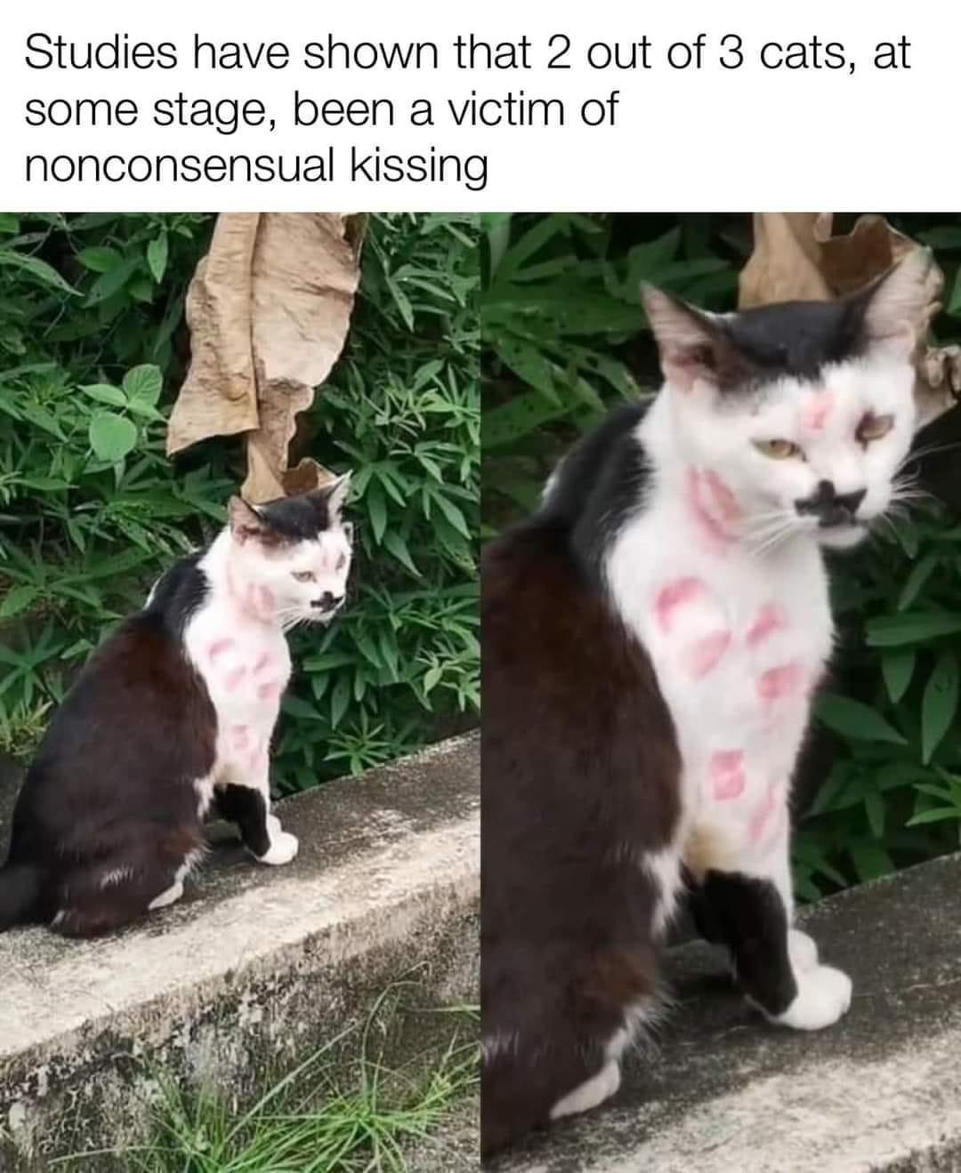 20 Outrageously Funny Memes for a Good Time 12 studies have shown that 2 out f 3 cats - Outrageously Funny Memes
