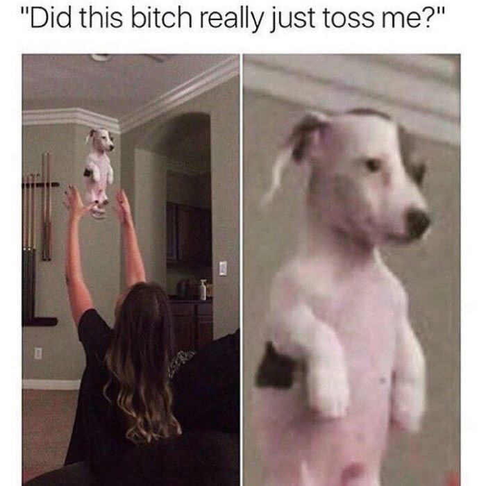 20 Memes That Deserve a Spot in Hall of Fame 18 toss me