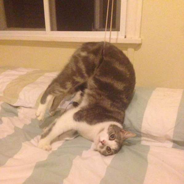 20 Times When Funny Cats Getting Stuck in Things Stole the Show 12 Funny Cats Getting Stuck in Things 13