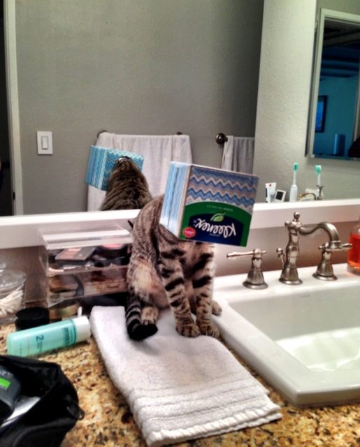 20 Times When Funny Cats Getting Stuck in Things Stole the Show 13 Funny Cats Getting Stuck in Things 14