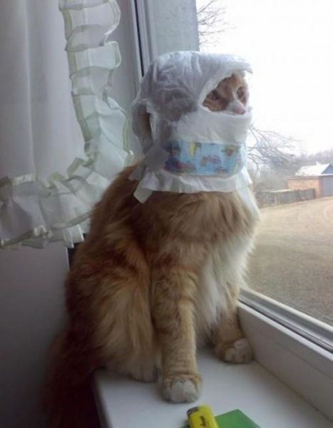 20 Times When Funny Cats Getting Stuck in Things Stole the Show 19 Funny Cats Getting Stuck in Things 19