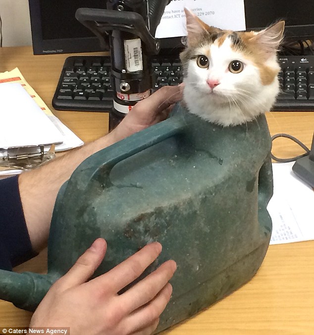 20 Times When Funny Cats Getting Stuck in Things Stole the Show 20 Funny Cats Getting Stuck in Things 20
