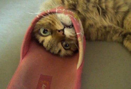 20 Times When Funny Cats Getting Stuck in Things Stole the Show 5 Funny Cats Getting Stuck in Things 6