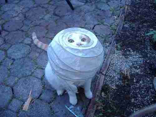 20 Times When Funny Cats Getting Stuck in Things Stole the Show 6 Funny Cats Getting Stuck in Things 7