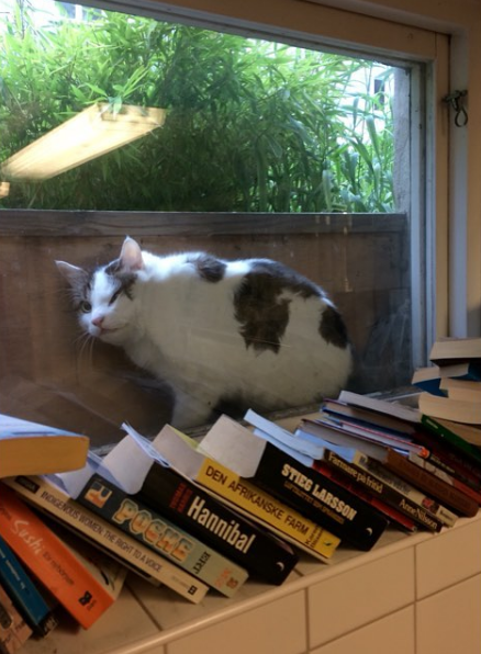 20 Times When Funny Cats Getting Stuck in Things Stole the Show 7 Funny Cats Getting Stuck in Things 8