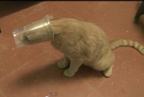 20 Times When Funny Cats Getting Stuck in Things Stole the Show 21 Funny Cats Getting Stuck in Things 2