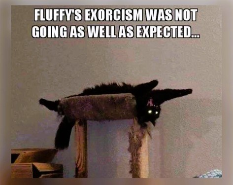 Funny Cats - FG