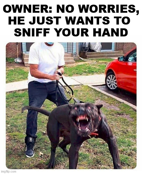 22 Pit Bull Memes for a Dose of Canine Comedy 3 He just wants to sniff your hand - Pit Bull Memes