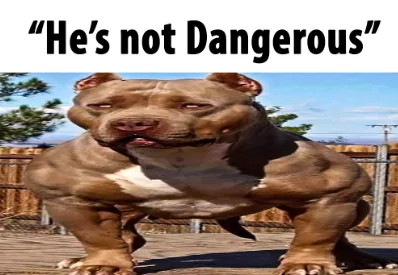 22 Pit Bull Memes for a Dose of Canine Comedy 5 Hes not dangerous - Pit Bull Memes