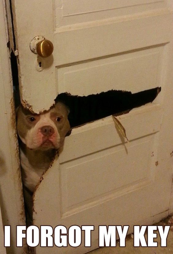 22 Pit Bull Memes for a Dose of Canine Comedy 6 I forgot my key - Pit Bull Memes