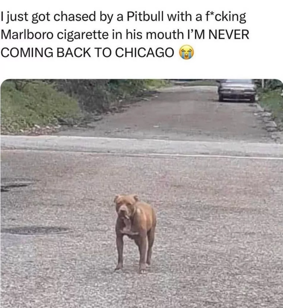 22 Pit Bull Memes for a Dose of Canine Comedy 7 I just got chased by a pit bull - Pit Bull Memes