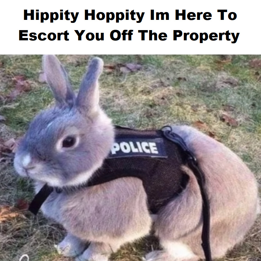 24 Rabbit Memes to Share the Hoppiness on International Rabbit Day! 5 Im here to escort you off the property - Rabbit Memes