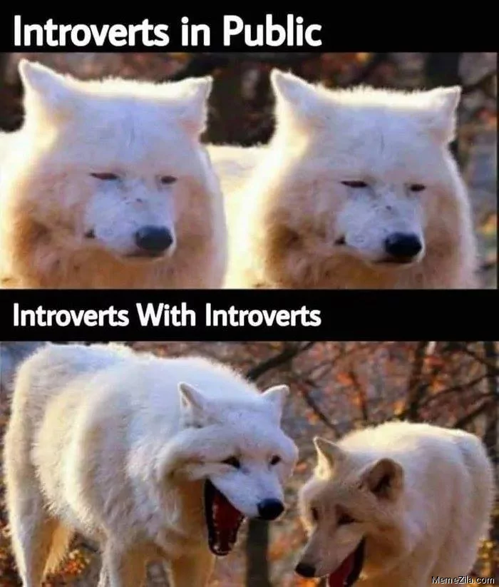 15 Wolf Memes That Will Make You Howl with Laughter 4 Introverts in public