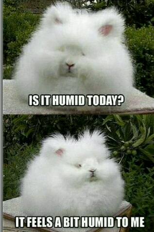 24 Rabbit Memes to Share the Hoppiness on International Rabbit Day! 7 Is it humid - Rabbit Memes