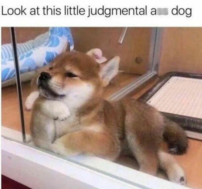 15 Funny Pets: Where Fur and Fun Collide 10 Judgemental dog - Funny Pets