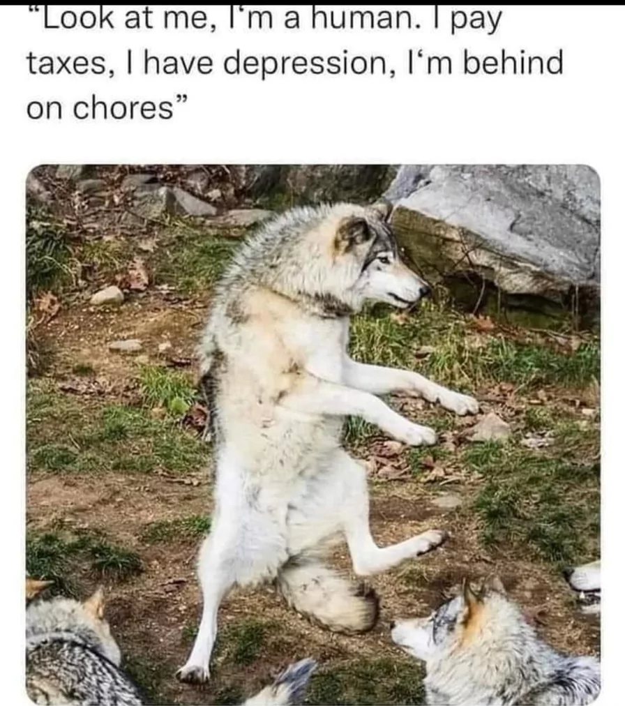 15 Wolf Memes That Will Make You Howl with Laughter 5 Look at me Im a human