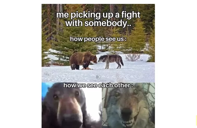 15 Wolf Memes That Will Make You Howl with Laughter 6 Me picking up a fight