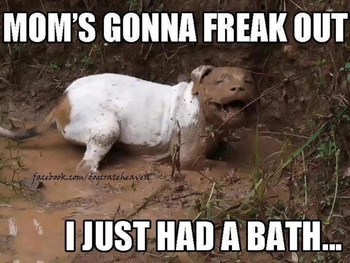22 Pit Bull Memes for a Dose of Canine Comedy 8 Moms gonna freak out - Pit Bull Memes