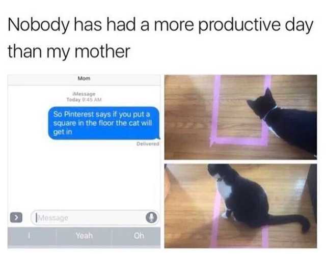 20 Funny Cats Who Make Every Day a Laughing Matter 8 Nobody has a more productive day - Funny Cats