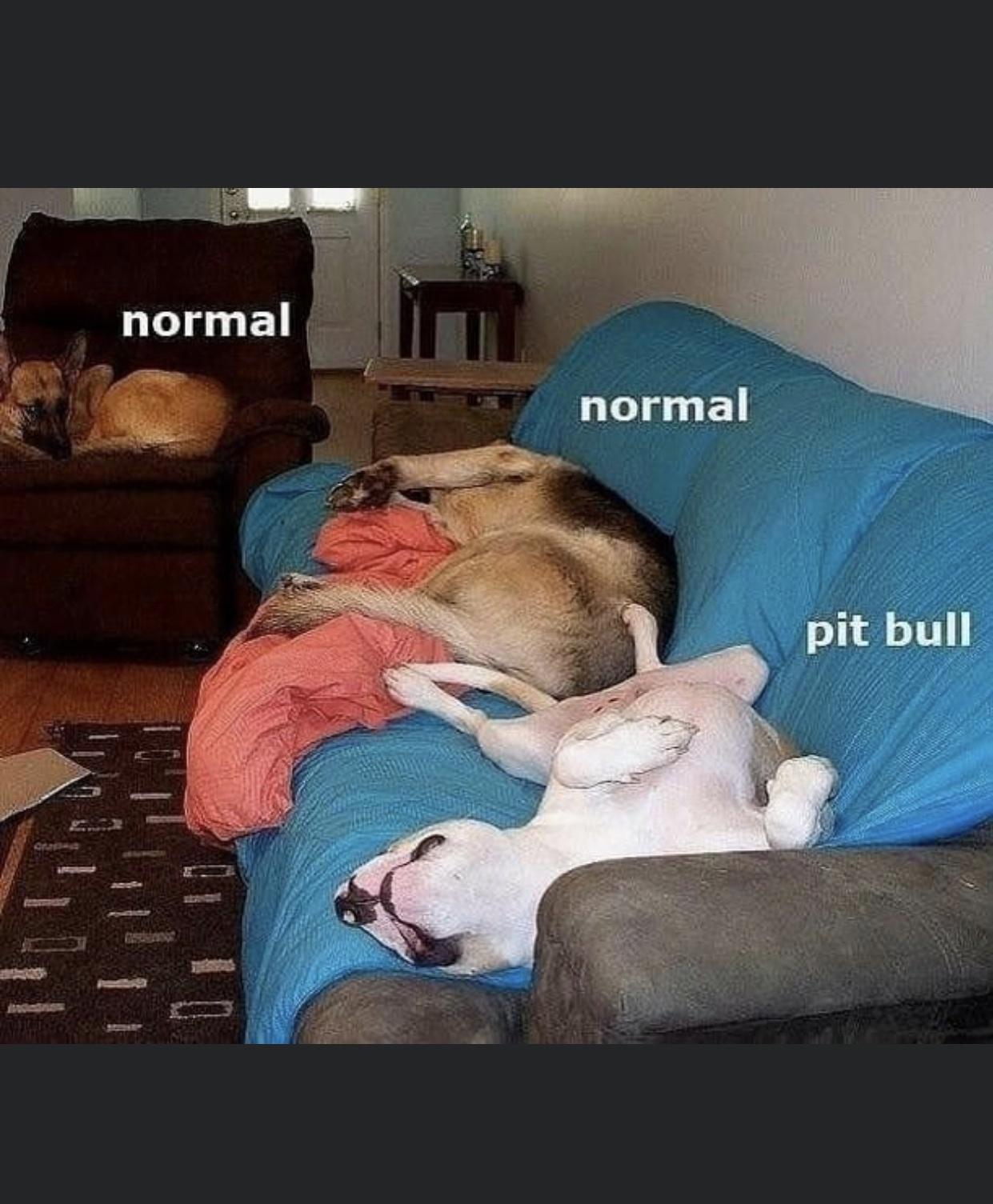 22 Pit Bull Memes for a Dose of Canine Comedy 9 Normal normal pitbull - Pit Bull Memes