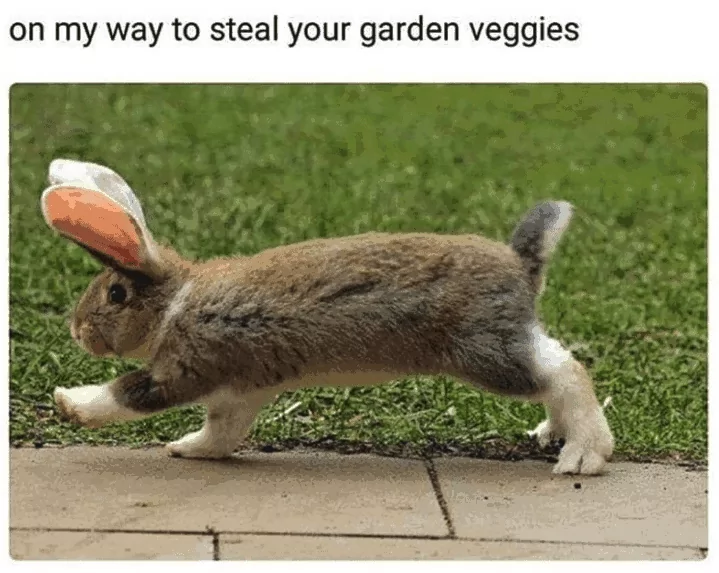 24 Rabbit Memes to Share the Hoppiness on International Rabbit Day! 9 On my way to steal your garden veggies - Rabbit Memes