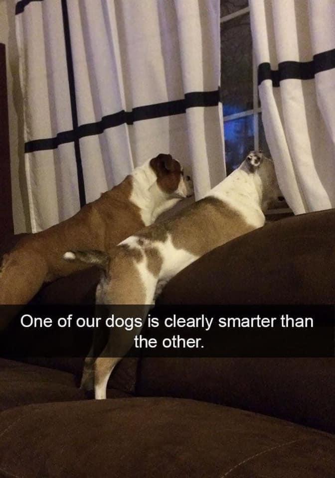 15 Funny Pets: Where Fur and Fun Collide 13 One of our dogs is smarter than the other - Funny Pets