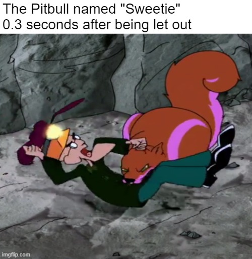 22 Pit Bull Memes for a Dose of Canine Comedy 12 Pit bull named sweetie - Pit Bull Memes