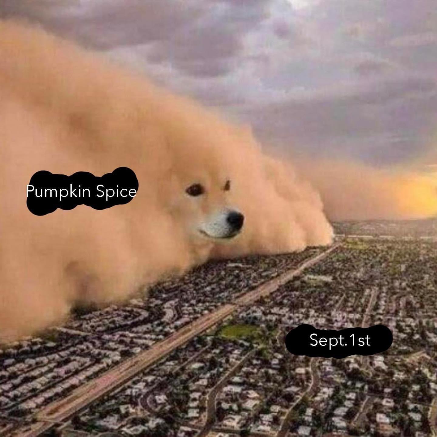 22 Pumpkin Spice Memes Guaranteed to Get You in the Fall Spirit 1 Pumpkin Spice Sept 1