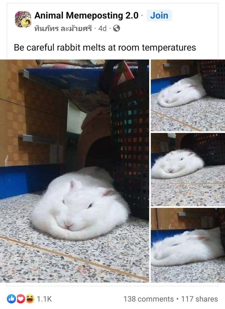 24 Rabbit Memes to Share the Hoppiness on International Rabbit Day! 10 Rabbit melts - Rabbit Memes