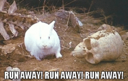 30 Rabbit Memes to Share the Hoppiness on International Rabbit Day ...