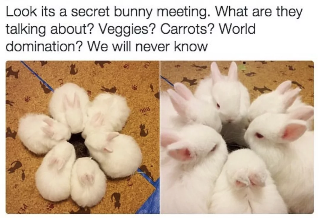 24 Rabbit Memes to Share the Hoppiness on International Rabbit Day! 12 Secret bunny meeting - Rabbit Memes