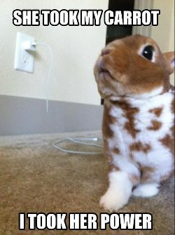 24 Rabbit Memes to Share the Hoppiness on International Rabbit Day! 13 She took my carrot - Rabbit Memes