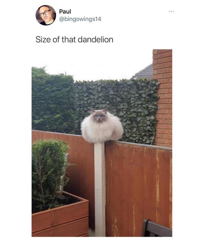 45 British Memes That Capture The Essence of British Humor 38 Size of that dandeleon
